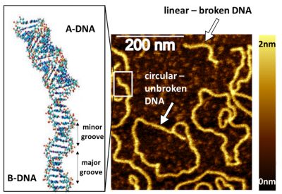 AFM topography of pUC19 DNA plasmid demonstrating circular - unbroken molecules and their short fragments with Double-Strand Breaks at the ends (lesion sites). Zoomed area schematically presents the conformational transition from B-DNA to A-DNA at lesion sites