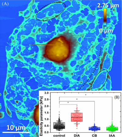 Obraz AFM przedstawiający komórki utrwalone aldehydem glutarowym po 30 minutach inkubacji z cytochalazyną B. (Zapotoczny B. et al. , Traffic, 2019)