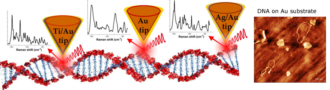 Typical TER spectra of DNA acquired with various probes