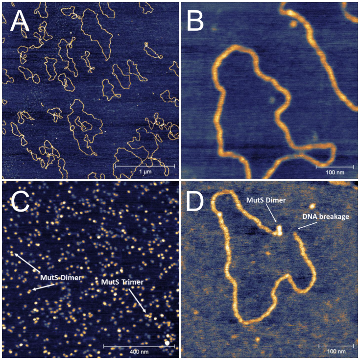 Obrazy AFM uzyskane w cieczy (symulowane warunki fizjologiczne): DNA osadzone na mice (A, B). Warstwa białka naprawczego MutS na mice (C). Kompleks dimer MutS – DNA (D).