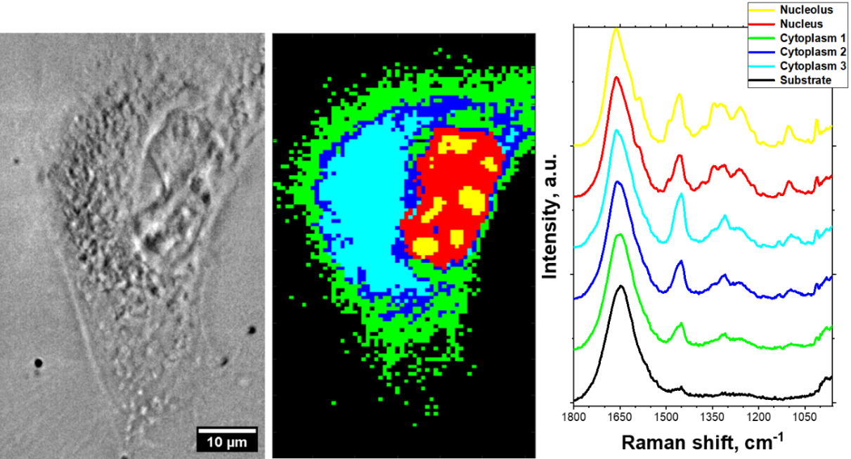 Example results of single HeLa cell Raman mapping. Optical image (left), HCA map (center), and mean Raman spectra corresponding to clusters distinguished in HCA analysis (left).